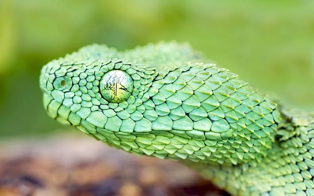 Hardy bush viper