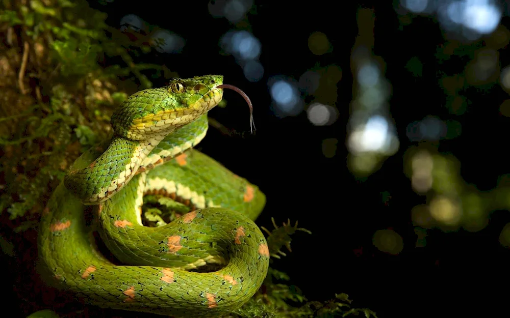 Bush Viper