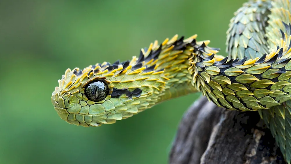 Bush viper