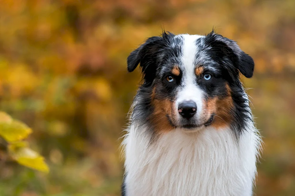 Collie Australian shepherd sheepdog