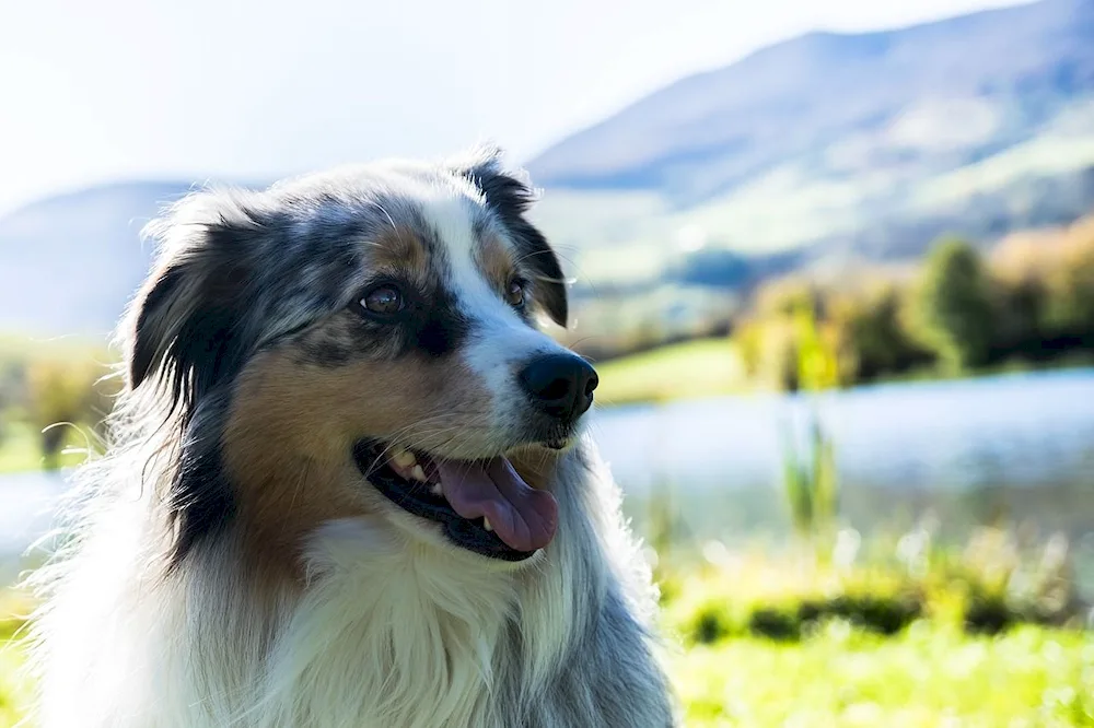 Aussie Australian Shepherd Dog