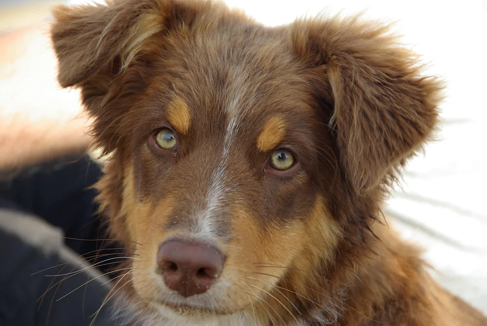 Terrier mongrel red