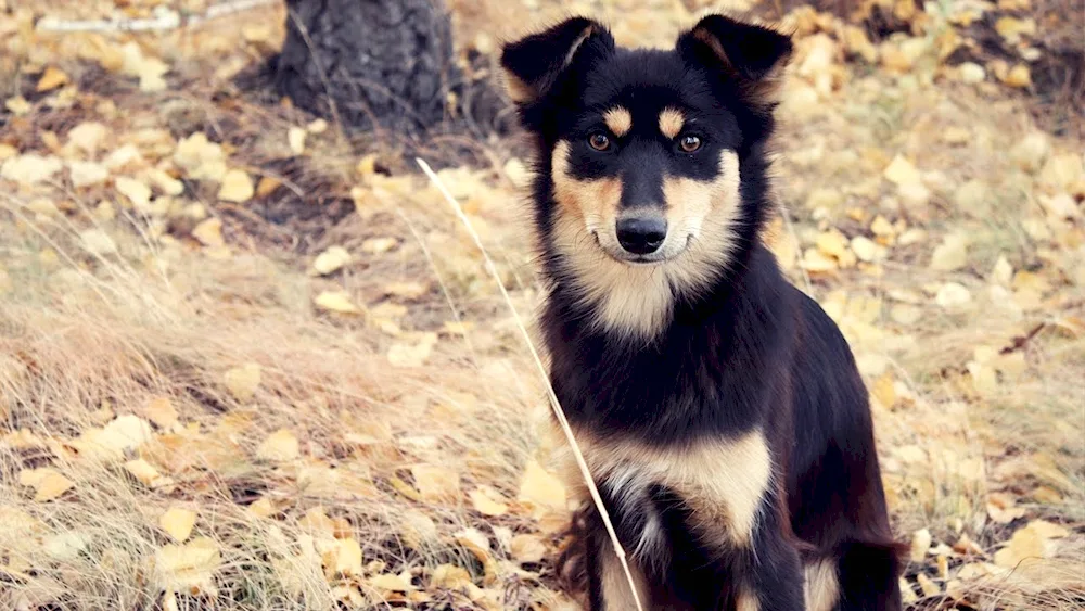 Colorful mongrel dog