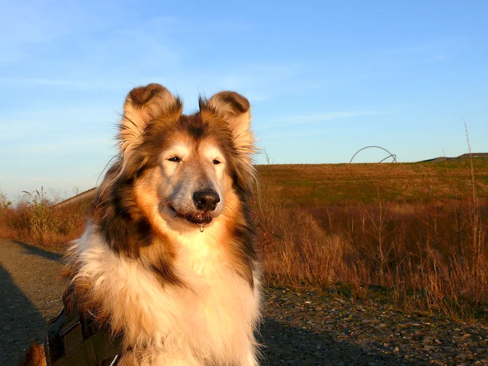 Collie dog