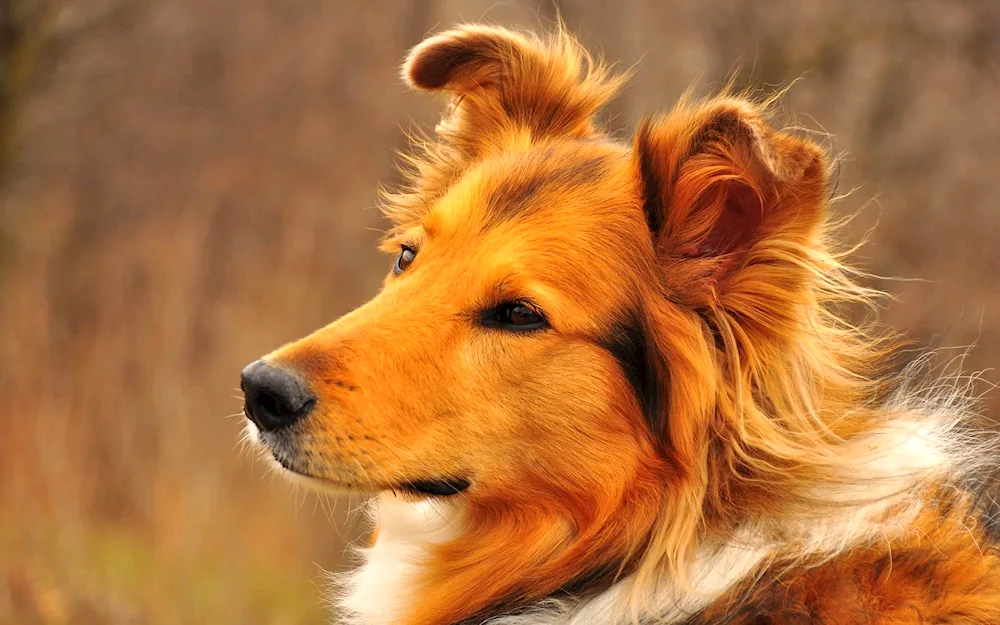 Belgian Shepherd Dog Mal