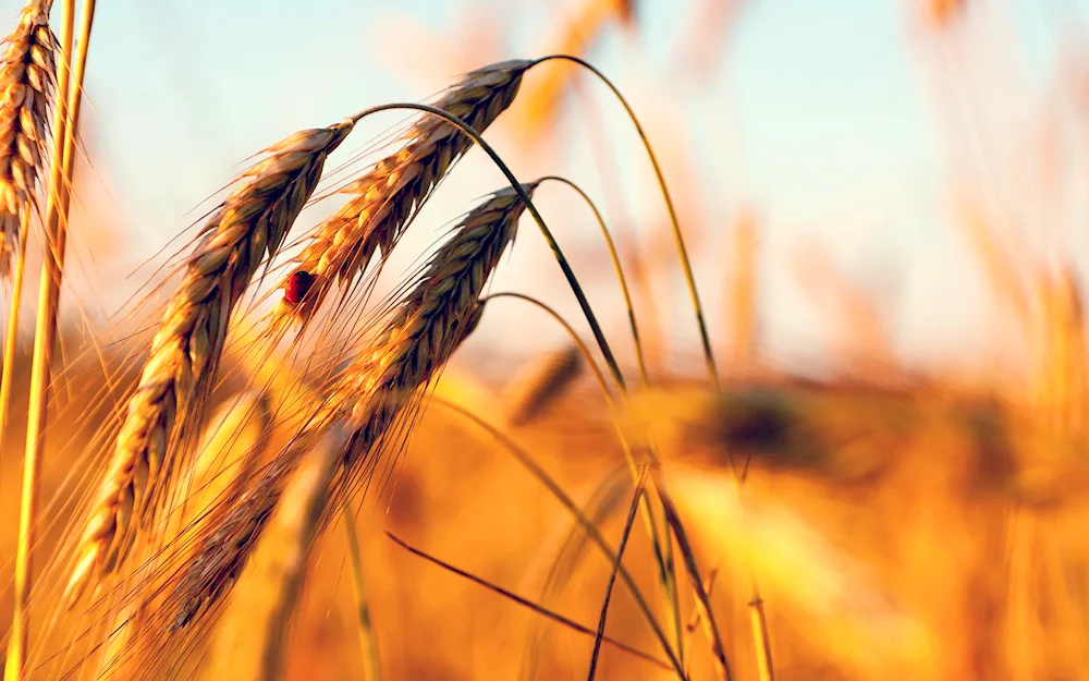 Rye and wheat fields of Krasnodar Krai