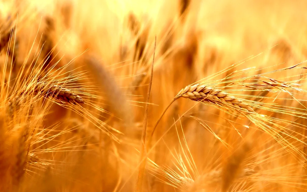 Wheat fields with golden ears