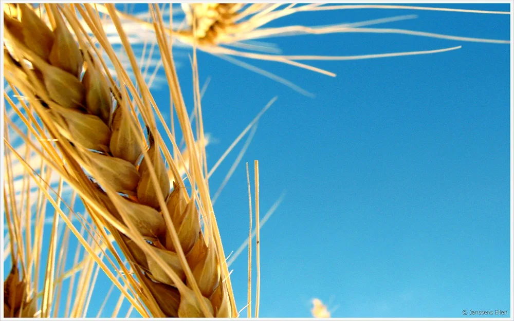 Wheat Slices