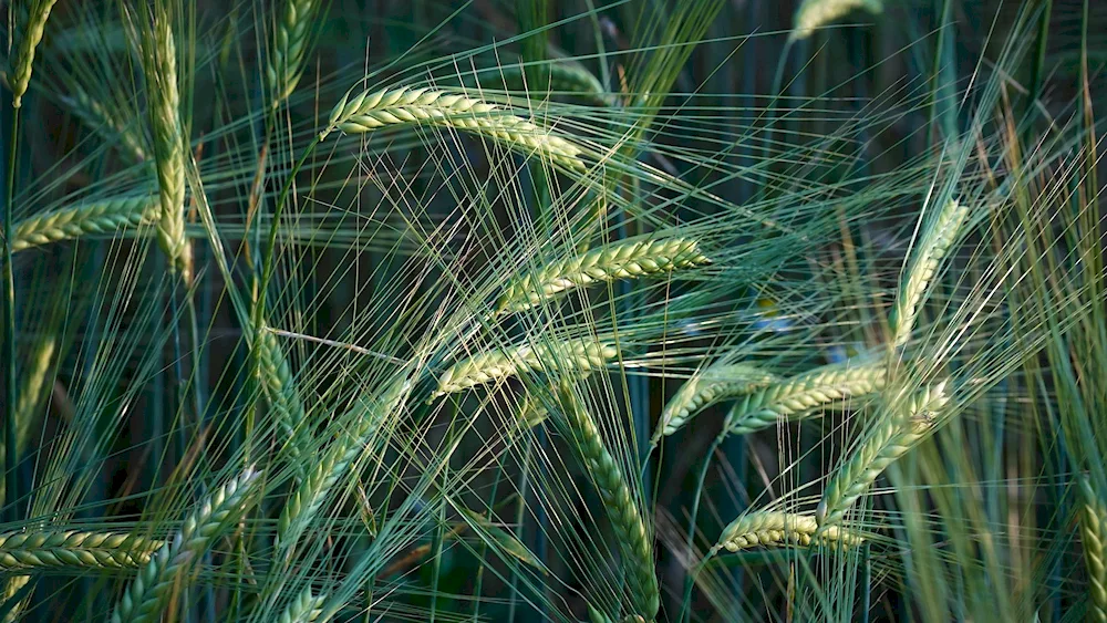 Wheat spikes