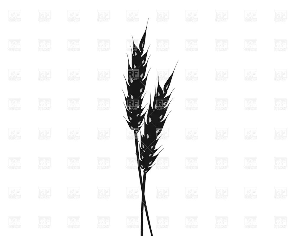 Wheat spike tattoo sketch