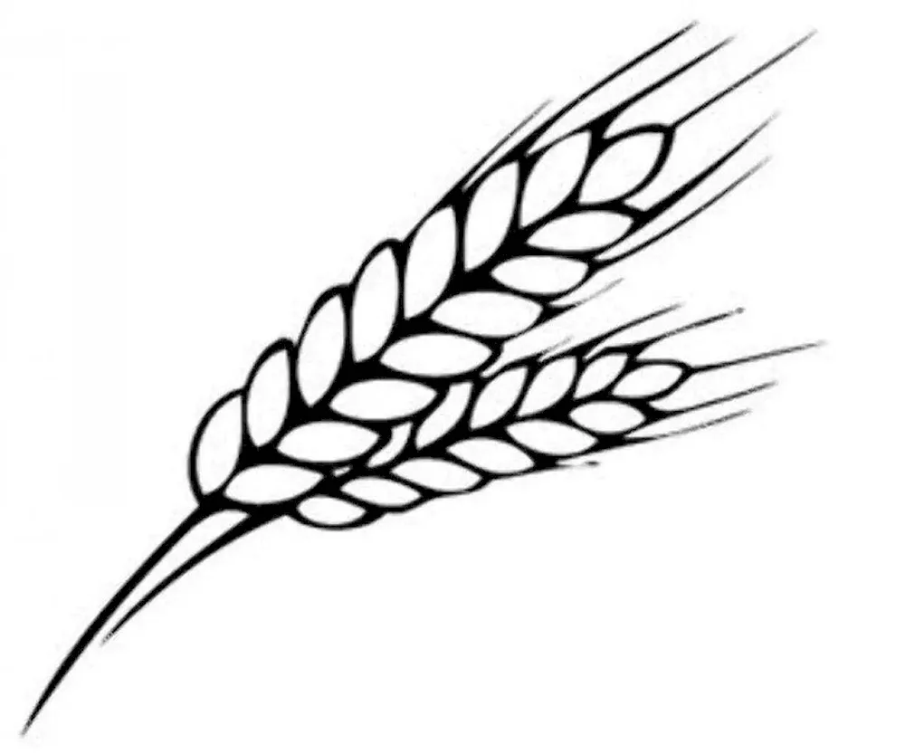 Ears of wheat vector