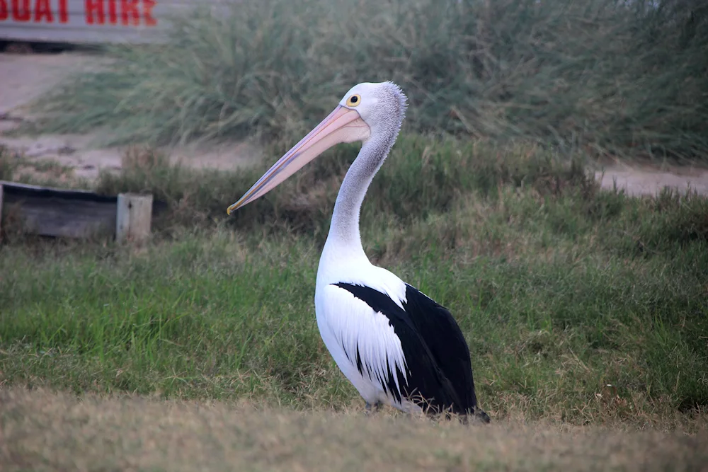 Ibis colpica