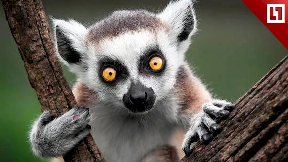 Ring-tailed lemur