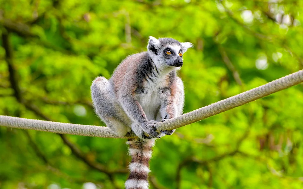 Ring-tailed lemur