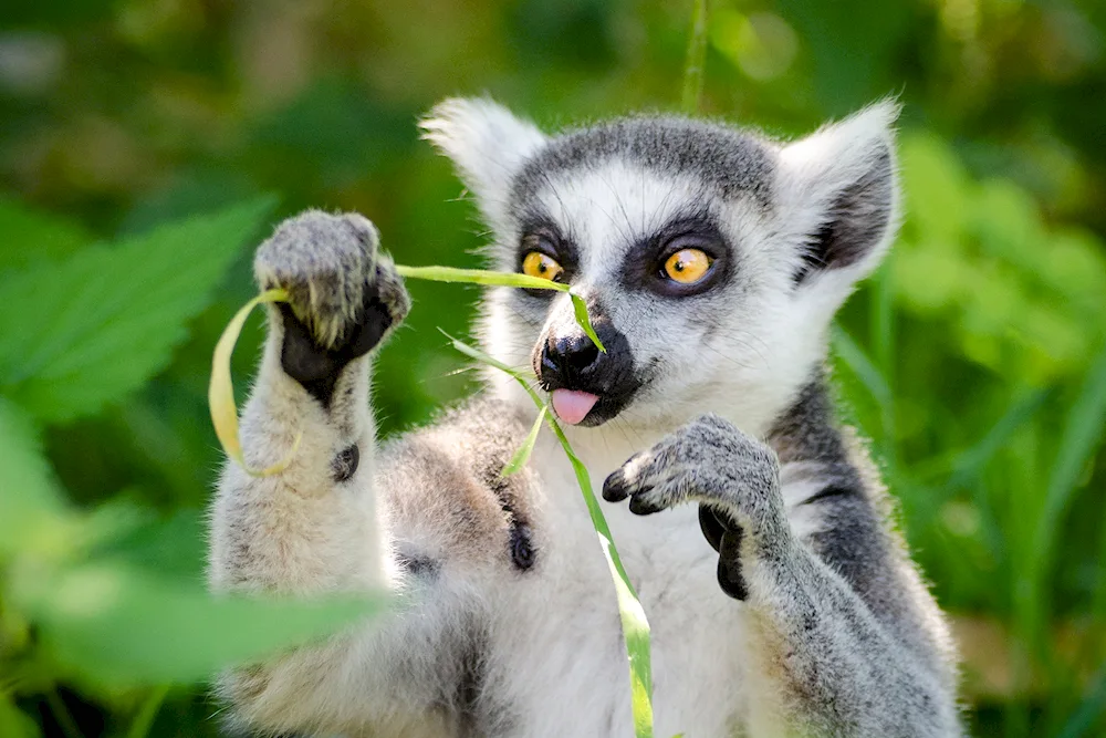 Lemur Lori