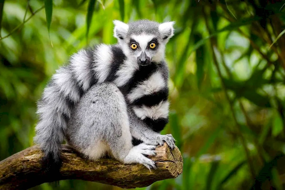 Ring-tailed lemur