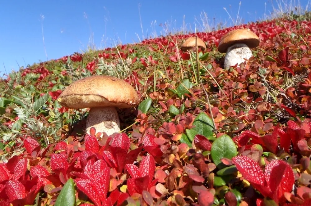 Autumn mushrooms