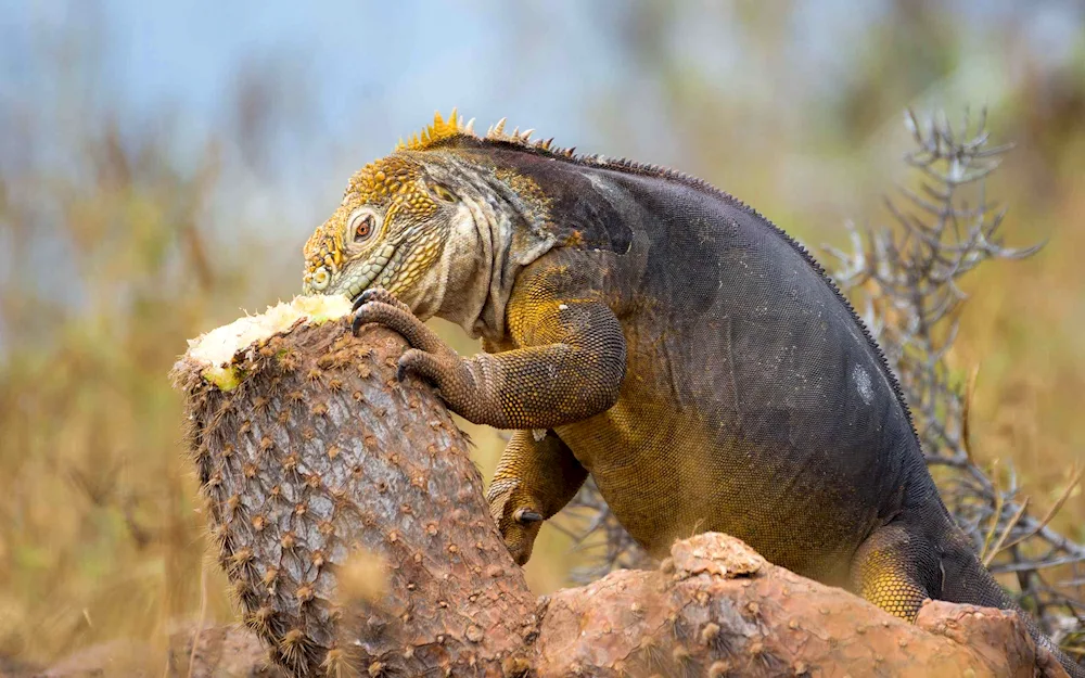 Iguana bearded agama
