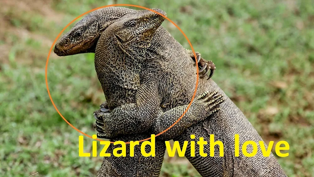 Lizard