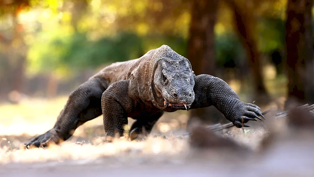 Iguana bearded agama