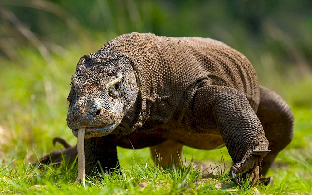 Comodian Varanus