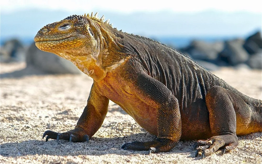 Iguana bearded agama
