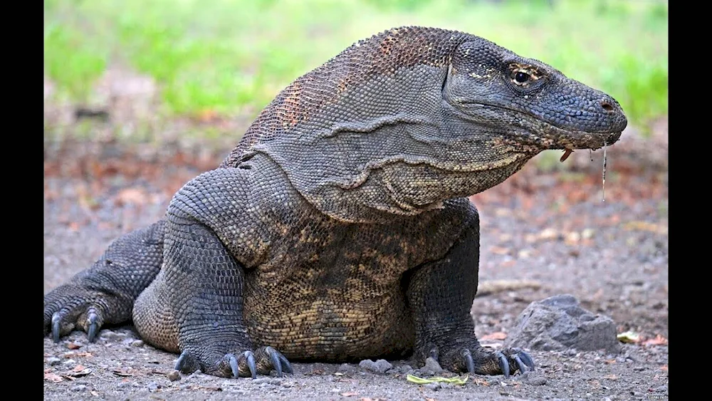 Komodo Varan