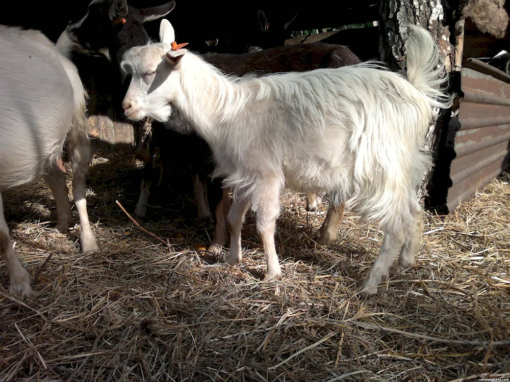 Komolaya goats