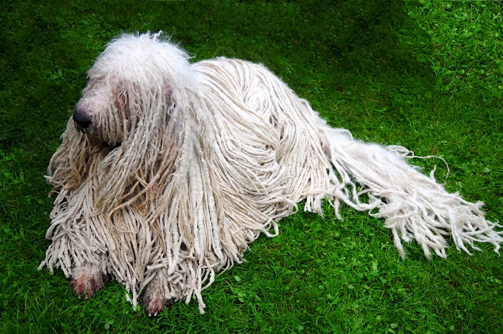 Comondor Hungarian Sheepdog