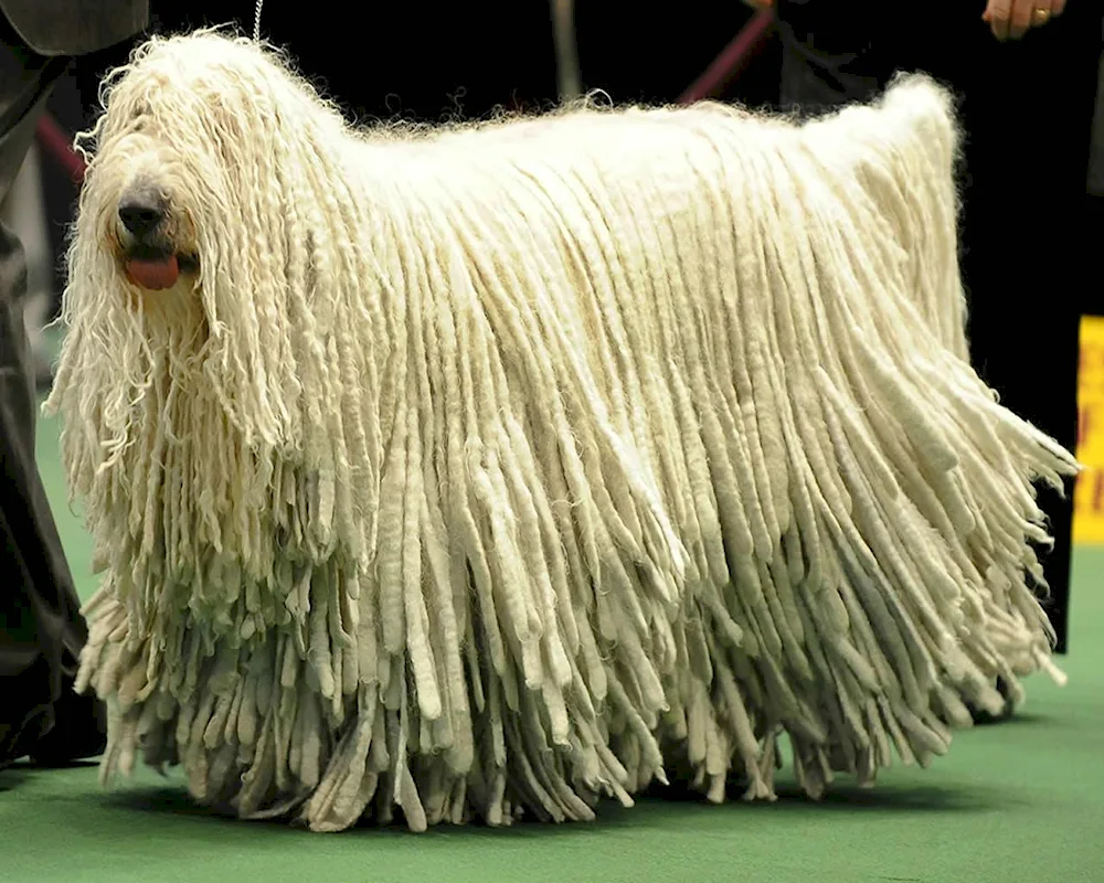 Dog breed with hair instead of coat