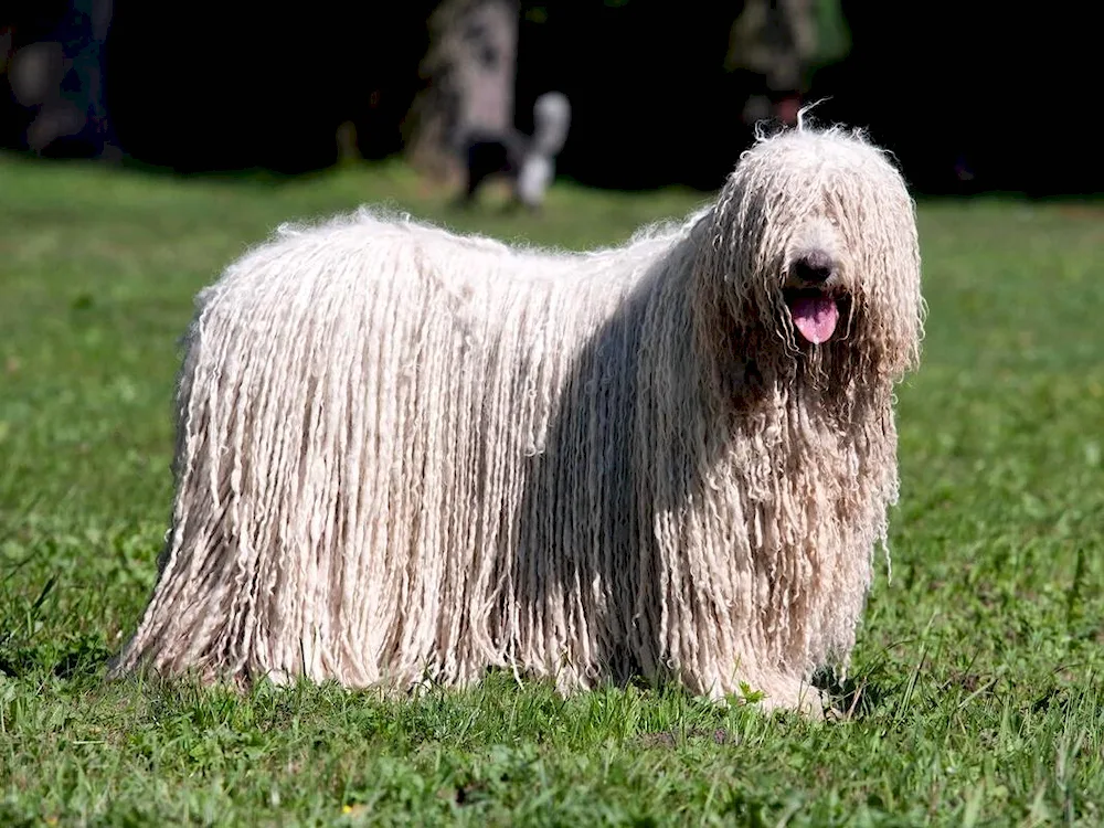 Comondor Hungarian Sheepdog