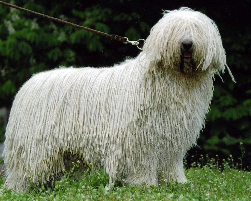 Comondor Hungarian Sheepdog