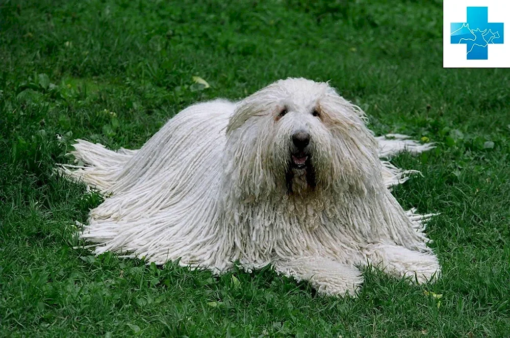 A dog with a shaggy-faced