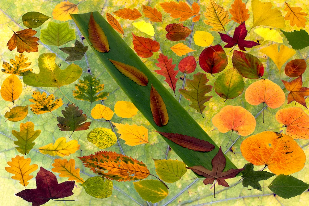 A composition of autumn leaves