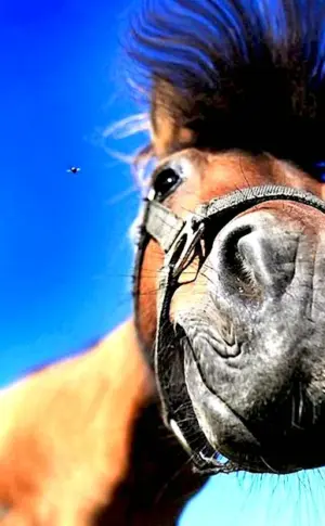 Horse