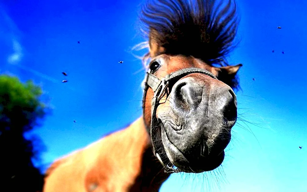 Horse