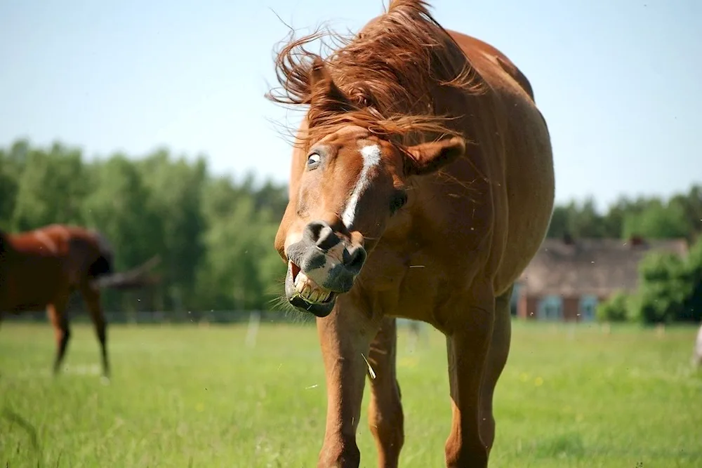 Funny horses