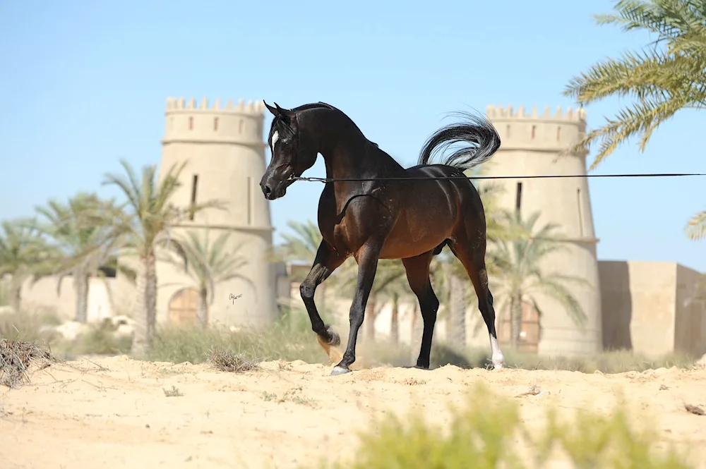 Arabian racehorse