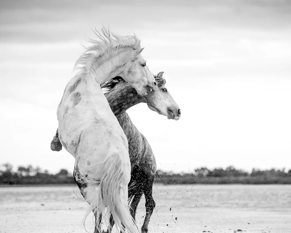 Black Desert horse dum