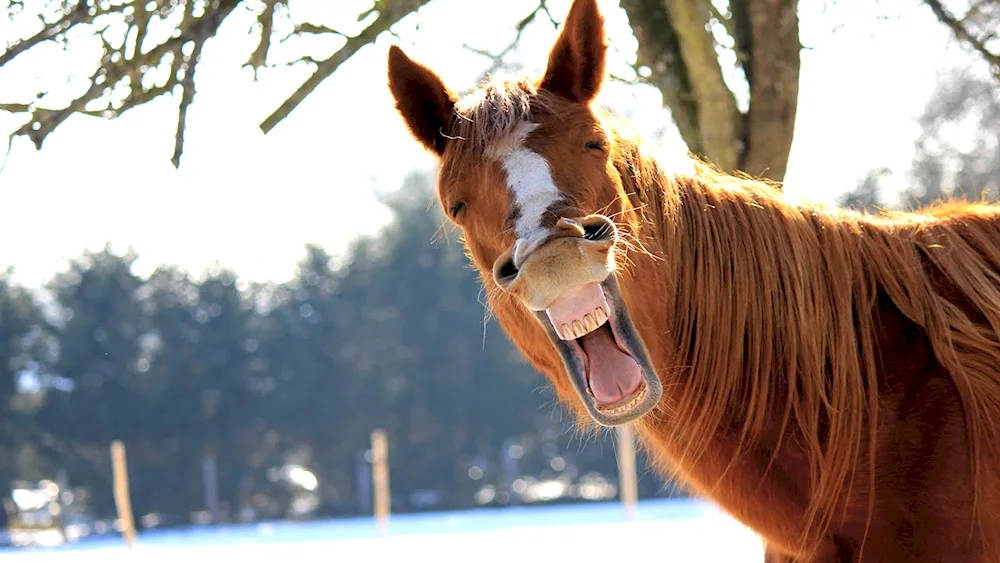 Horse face