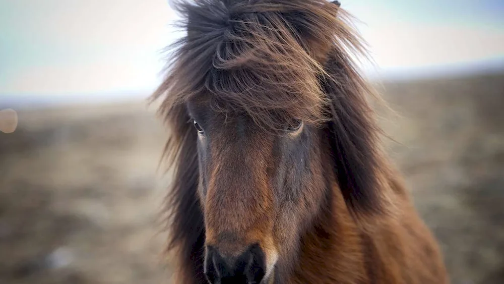 Friesian horse mane