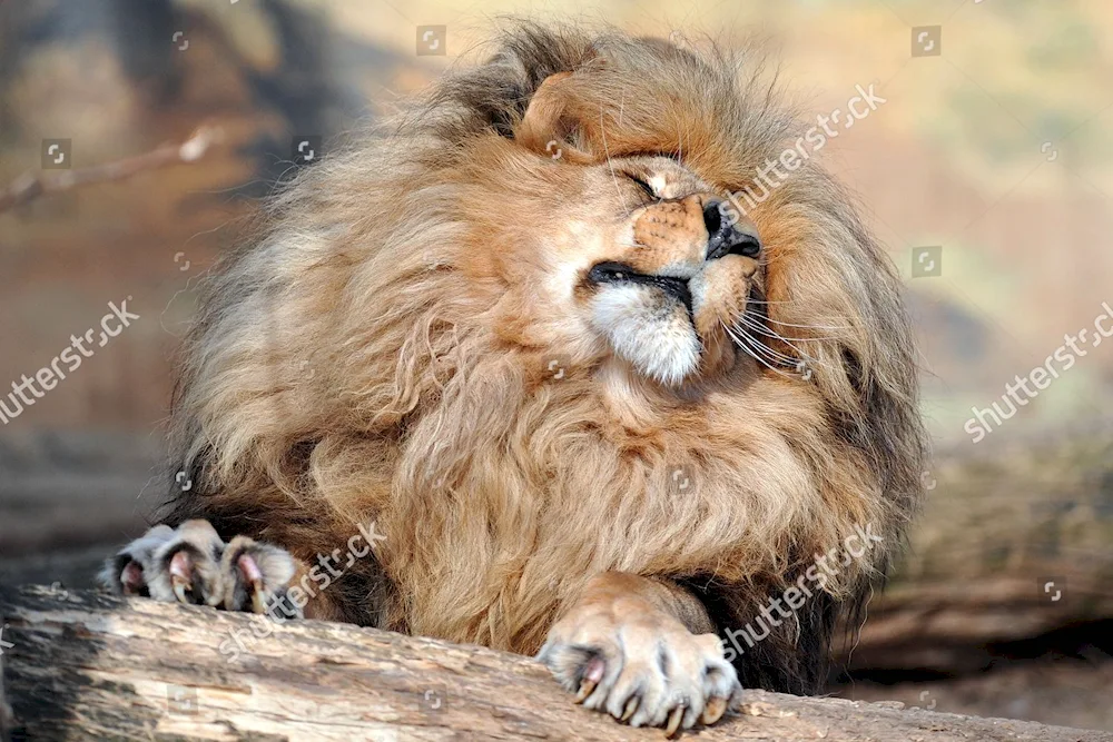 Congolese Lion