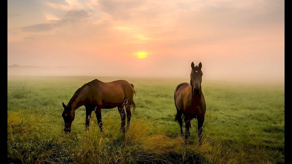 Koni in the steppe