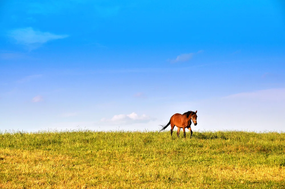 Horse herds in the steppes of Kazakhstan