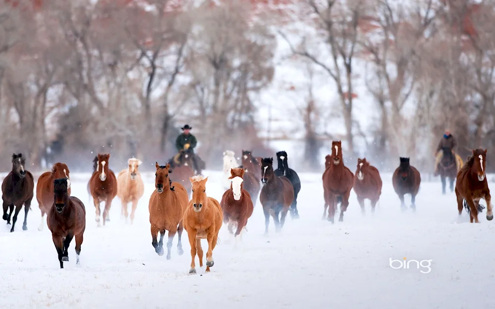 Horse in winter