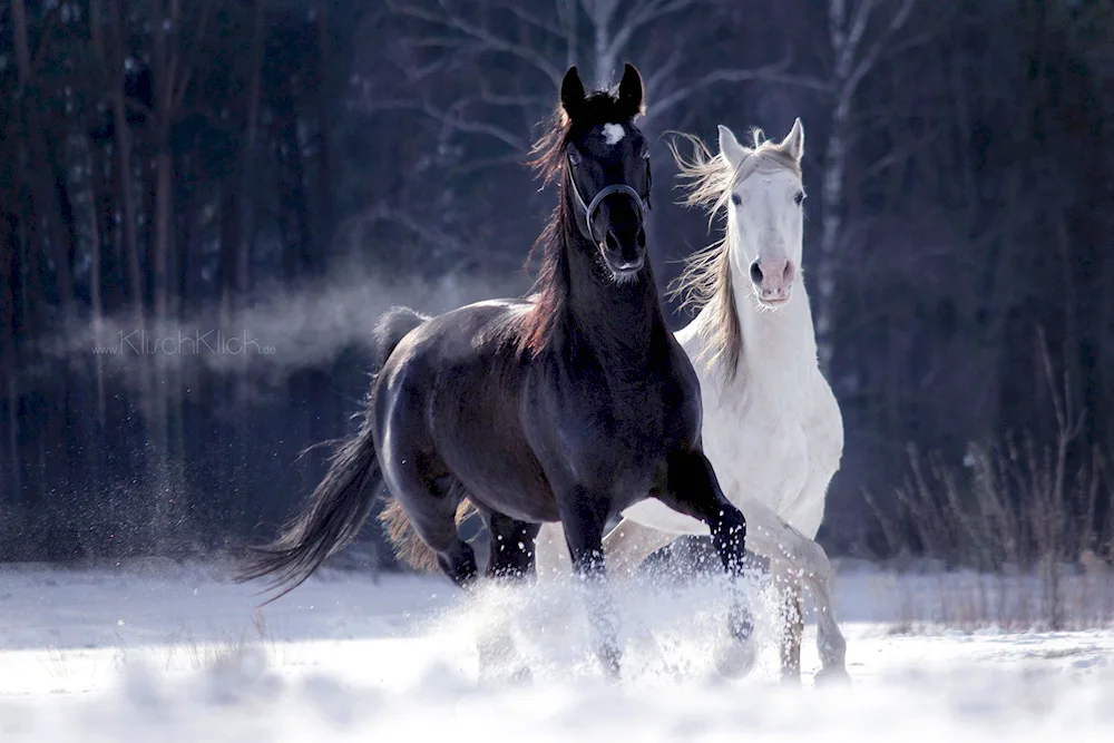 Horses in winter