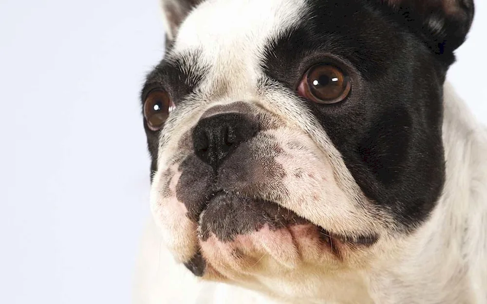 Boston Terrier