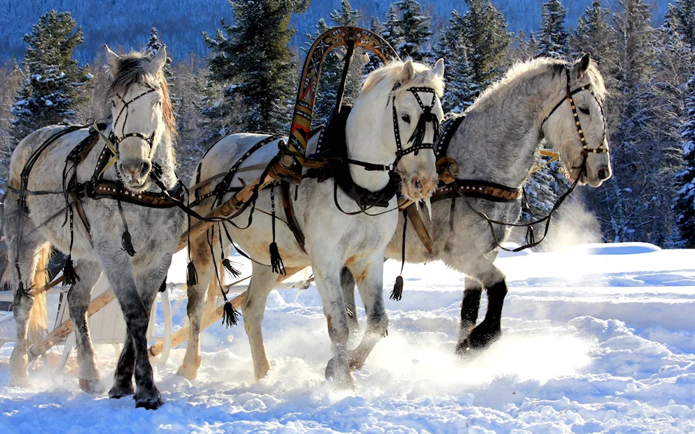 Winter in the countryside