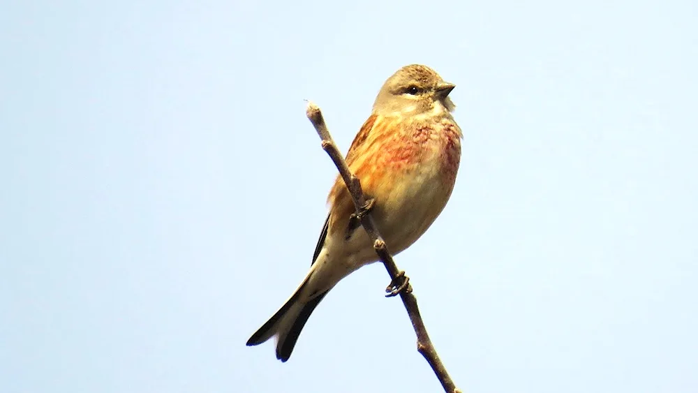 Red Cardinal