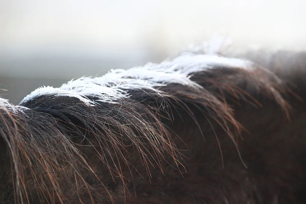 Horse mane